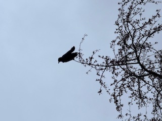 Crow in a tree